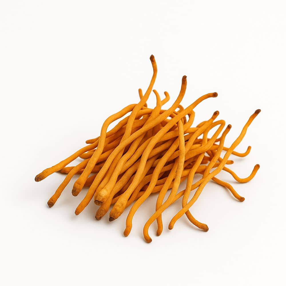 Swiss Roots cordyceps, extrait liquide de champignon, 30 ml