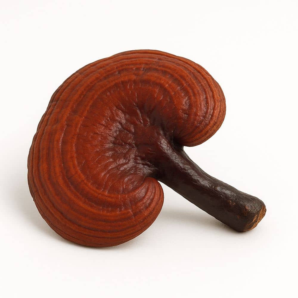 Swiss Roots reishi, estratto liquido di fungo, 30 ml