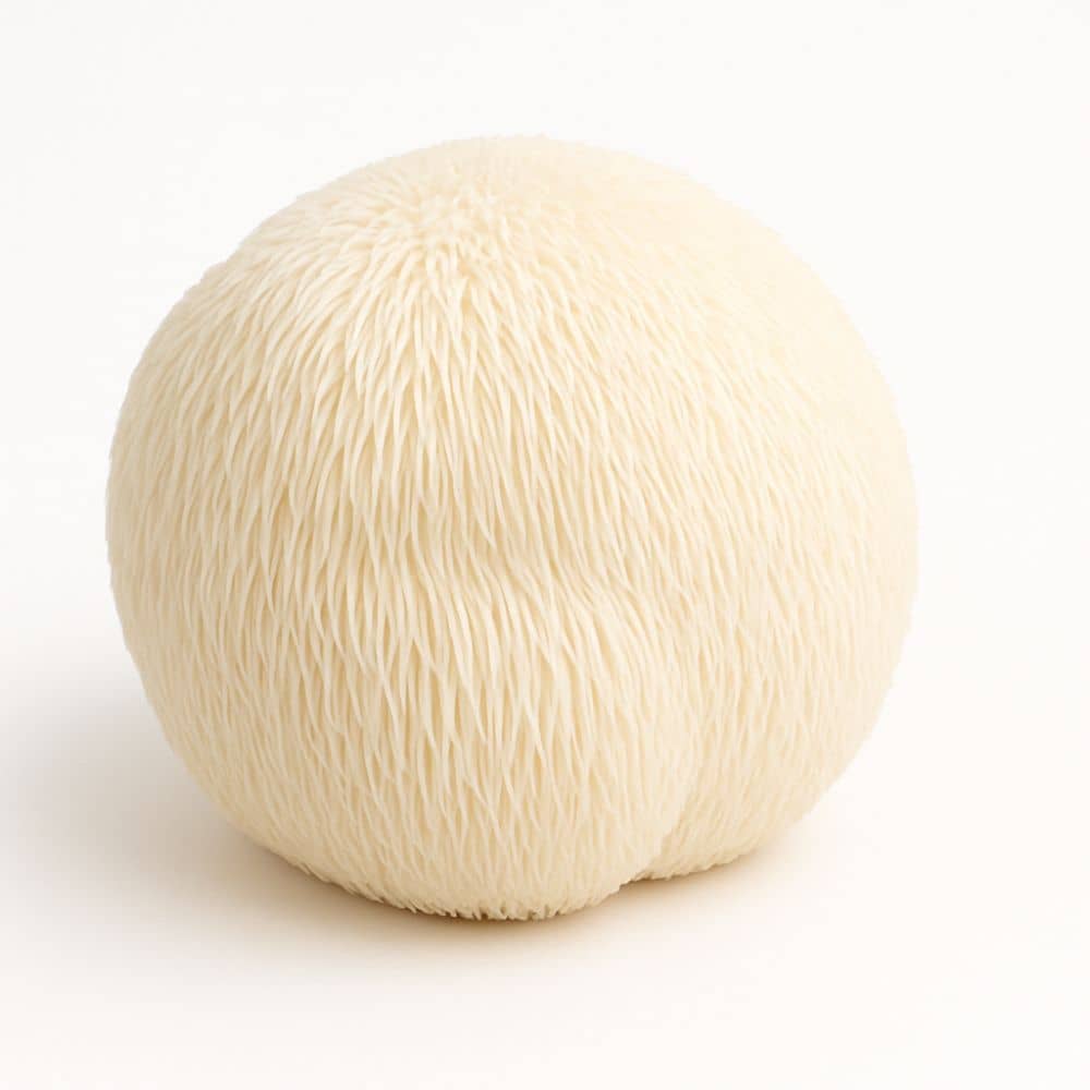 Swiss Roots Lion’s Mane™